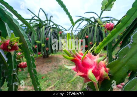 Drachenobstbaum mit reifer roter Frucht am Baum zur Ernte. Dies ist eine kühle Frucht mit vielen Mineralien, die für die menschliche Gesundheit von Vorteil sind Stockfoto