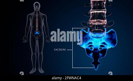 Die Anatomie des männlichen menschlichen Skeletts im Kreuzbein. 3D Abbildung Stockfoto