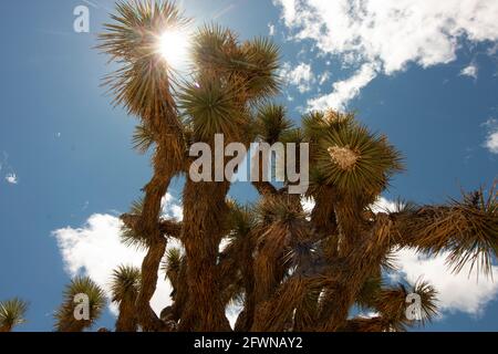 Yucca Palme Gegen Strahlend Blauen Wolkigen Himmel Stockfoto