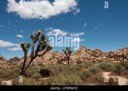 Yucca Palmen im Joshua Tree National Park Stockfoto