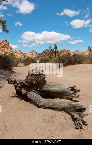 Der Baumstamm wurde im Joshua Tree National Park gefallen Stockfoto