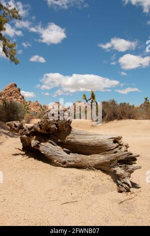 Der Baumstamm wurde im Joshua Tree National Park gefallen Stockfoto