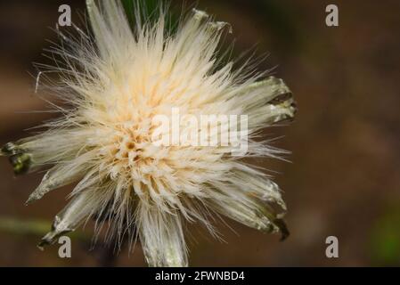 Gewöhnlicher Dandelion, das bekannte Unkraut von Rasenflächen und Straßenrändern. Stockfoto