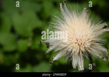 Gewöhnlicher Dandelion, das bekannte Unkraut von Rasenflächen und Straßenrändern. Stockfoto