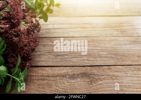 Gartenarbeit und gesundes Esskonzept mit verschiedenen Kräutern und Salat Blätter Stockfoto