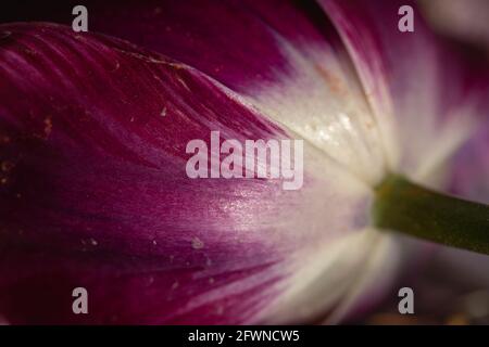 Eine violette Tulpe von unten gesehen vor einem dunklen Hintergrund. Stockfoto