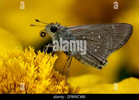 Schöne gelbe Blume Anemonen frischen Frühlingsmorgen auf der Natur und Hirse Skipper Butterflyon der gelben Blume , MakrofotografieFrühling Vorlage, Stockfoto