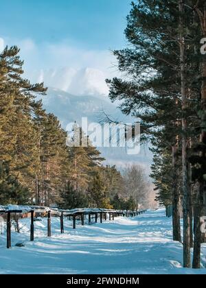 Bunte Aussicht auf den schneeweißen Berg rund um den Wald. Wildes Leben, Winterhintergrund Stockfoto