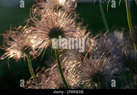 Nahaufnahme von federleichten Samen der Pasque-Blume (Pulsatilla vulgaris) im Frühling. Europäische Paspelblüten seidige Samenköpfe. Stockfoto