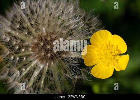 Flauschige Eselinnen- und Butterblumenköpfe aus der Nähe auf einem verschwommenen grünen Hintergrund. Wildblumen-Postkarte Stockfoto