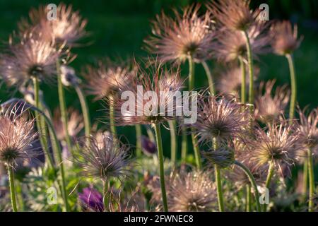 Nahaufnahme von federleichten Samen der Pasque-Blume (Pulsatilla vulgaris) im Frühling. Europäische Paspelblüten seidige Samenköpfe. Stockfoto