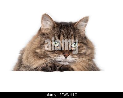 Ältere Katze liegend, Vorderansicht. Entspannte 15-jährige weibliche Katze mit Kopf auf Vorderpfoten und Blick auf etwas. Atemberaubende grüne Augen und langes Whi Stockfoto