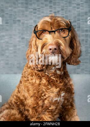 Smart Labradoodle Hund mit Brille. Niedlicher flauschiger Hund, der die Kamera mit Hörausdruck anschaut, während er auf dem Sofa sitzt. Konzept für das Lesen von Studenten. Stockfoto