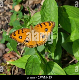 Der Pfauenpfannenschmetterling (Junonia almana) auf Blatt mit natürlichem grünem Hintergrund, Muster ähnlich wie die Augen auf dem Flügel eines orangefarbenen Insekts Stockfoto