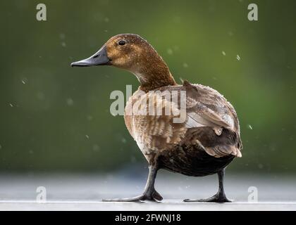 Braune Stockente stand bei starkem Regen mit Wasser von einer Ente zurück. Blick hinter isoliert von unscharfem Hintergrund in wildem Naturschutzgebiet. Stockfoto