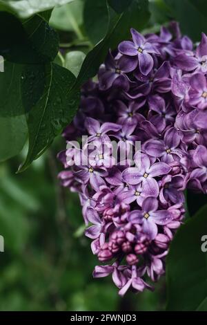 Nahaufnahme von blühenden lila Fliederblüten mit grünen Blättern und Regentropfen. Im Garten blüht der Syringa-Busch. Selektiver Fokus, unscharfer Hintergrund Stockfoto