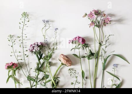 Garten und Wildwiesenblumen. Blumenbanner. Schäferhund, Dianthus, Butterblume und Aquilegia Pflanzen isoliert auf weißem Tischhintergrund Stockfoto