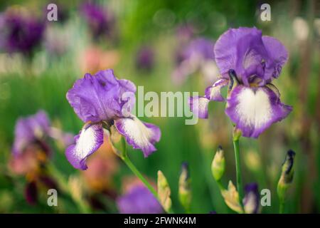 Zwei lila Irisblüten wachsen in einem Frühlingsgarten. Stockfoto
