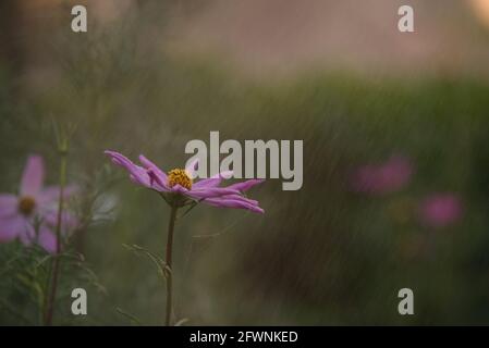 Cosmos ist eine Gattung, mit dem gleichen gemeinsamen Namen von Cosmos, bestehend aus blühenden Pflanzen in der Familie der Sonnenblumen, Blumen im Regen Stockfoto