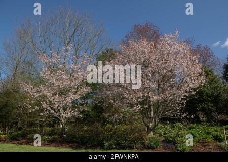 Frühlingsrosafarbene Blüte auf einem Zierpflanzenbaum des chinesischen Hügels (Prunus serrulata var. hupehensis), der in einem Garten in Devon an einer krautigen Grenze wächst Stockfoto