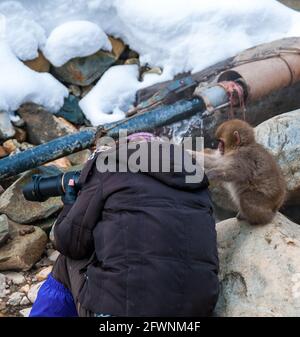 Ein junger Affe beginnt, eine Fotografin im Jigokudani Monkey Park, Präfektur Nagano, Japan, zu pflegen. Stockfoto