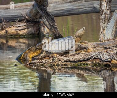 Gewöhnliche Schnappschildkröte, die sich morgens im Sonnenlicht auf einem teilweise untergetauchten Baumstamm aus Baumwollholz in Feuchtgebieten sonnt, Castle Rock Colorado USA. Stockfoto