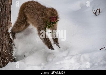 Einen japanischen Makaken springt von einem Baum in einer Wolke von Pulverschnee Stockfoto