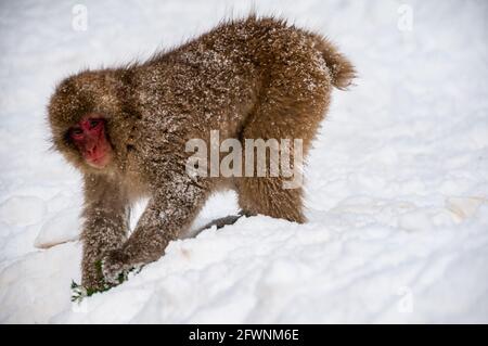 Einen japanischen Makaken nach dem Sprung von einem Baum in der Präfektur Nagano, Japan. Stockfoto