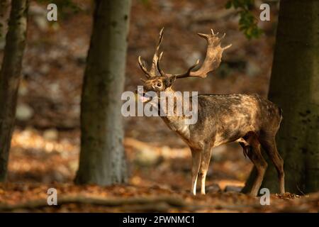 Dominanter Damhirsch brüllt während der Brunftzeit im sonnenbeschienenen Wald Im Herbst Stockfoto