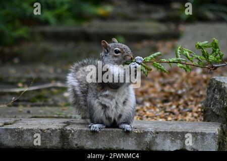 Graues Eichhörnchen sitzt auf einem Schritt kauen auf einem Ast Stockfoto