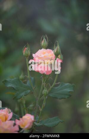 Eine Rose ist eine holzige Mehrjährige blühende Pflanzen der Gattung Rosa, in der Familie der Rosaceae, oder die Blume sie trägt. Es gibt über 300 Arten ein Stockfoto