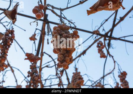Die fehlende Weinlese. Ein Bund fehlender Trauben auf einem Zweig. Stockfoto