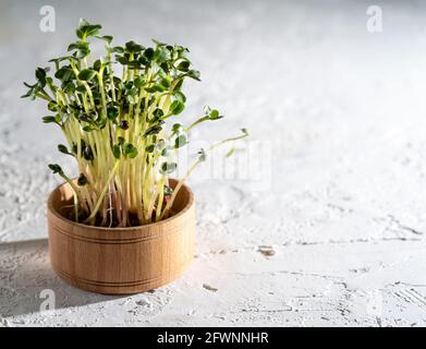 Flachs, Kohl, Salat, Rettichsprossen in einer Holzschüssel. Wachsen Sie für Lebensmittel mikrogrün. Gesunde Vitaminnahrung. Samen keimen. Anbauen von Micro Greens zu Hause. Blatt und Triebe einer grünen Pflanze. Speicherplatz kopieren Stockfoto