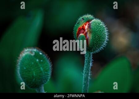 Rote Blüten vor verschwommenem Hintergrund. Stockfoto