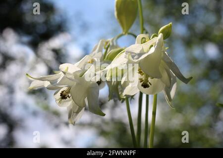 Nahaufnahme einer Gruppe von reinweißen Aquilegia-Blüten, die im Freien in einer natürlichen Umgebung sonnenbeschient sind. Auch bekannt als Granny's Bonnet oder Columbine. Stockfoto