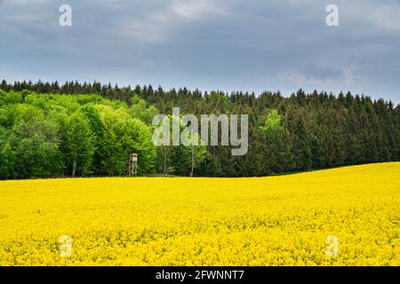 Deutschland, Gelb blühende Rapsblüten eines Feldes am Waldrand mit hohem Sitz Stockfoto