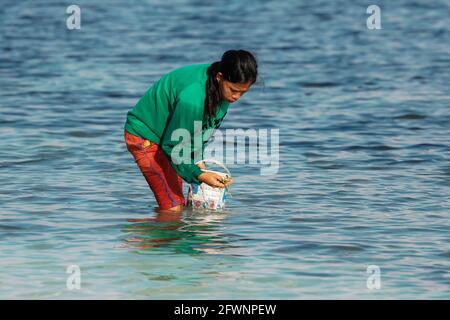 Die einheimische Frau, die an diesem wunderschönen Strand in Far South, Tanjung Bira, South Sulawesi, Indonesien, Seegras aus dem Meer erntet Stockfoto