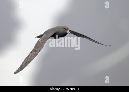 Nördlicher Fulmar (Fulmarus glacialis), Erwachsener im Flug vor der Küste der Bering-Insel, Fernost-Russland, 29. Mai 2012 Stockfoto