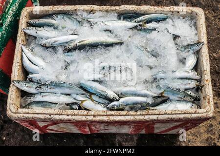 Indischer Makrelenfisch, verpackt in Eis am geschäftigen Hafen in diesem südlichen Ferienort; Tanjung Bira, Süd-Sulawesi, Indonesien Stockfoto