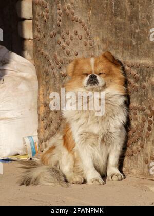 Pekingese Dog, sitzend, sich in einer Tür sonnen, Pingyao, Provinz Shanxi, China 8. November 2012 Stockfoto