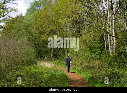 Mann mittleren Alters, der im Ryton Pools Country Park, West Midlands, Warwickshire, England, unterwegs ist Stockfoto