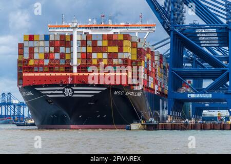 Das MSC Apolline Containerschiff dockte auf seiner Jungfernfahrt im Hafen von Felixstowe an. MSC, Mediterranean Shipping Company, ist das Schweizer Unternehmen est 1970. Stockfoto