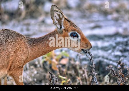 Damara Dik Dik, die kleinste Antilope in afrika, Namibia Stockfoto