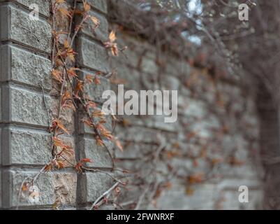 Nahaufnahme einer strukturierten Wand im alten gotischen Stil, die mit Efeu bedeckt ist. Stockfoto