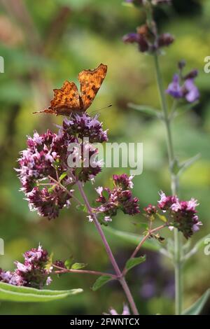 Orangenschmetterling, der Nektar aus Oregano-Blumen im Kräutergarten nimmt Stockfoto