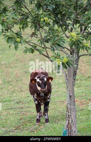 Kleines Kalb, das neben einem jungen Obstbaum auf der Wiese steht Stockfoto