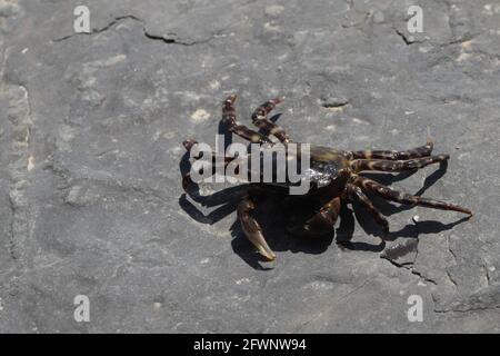 Eine kleine, graue, gesprenkelte Seekrabbe auf einem großen, flachen grauen Felsen. Selektiver Fokus. Stockfoto