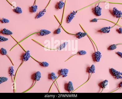 Kreative Frühlingskomposition mit Maus Hyazinthen Blumen auf der Oberfläche Draufsicht verteilt. Stockfoto