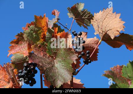 Blaue Trauben auf einer Rebe mit roten Herbstfarben und einem tiefblauen Himmel im Hintergrund Stockfoto