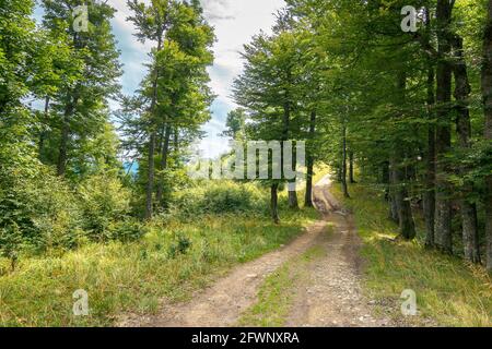 Landstraße durch Buchenwald. Naturkulisse im Sommer. Getucktes Licht durch Laub auf dem Boden Stockfoto